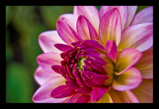 Single Dahlia