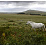 Crossing the Stormy Panorama