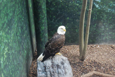 Eagle