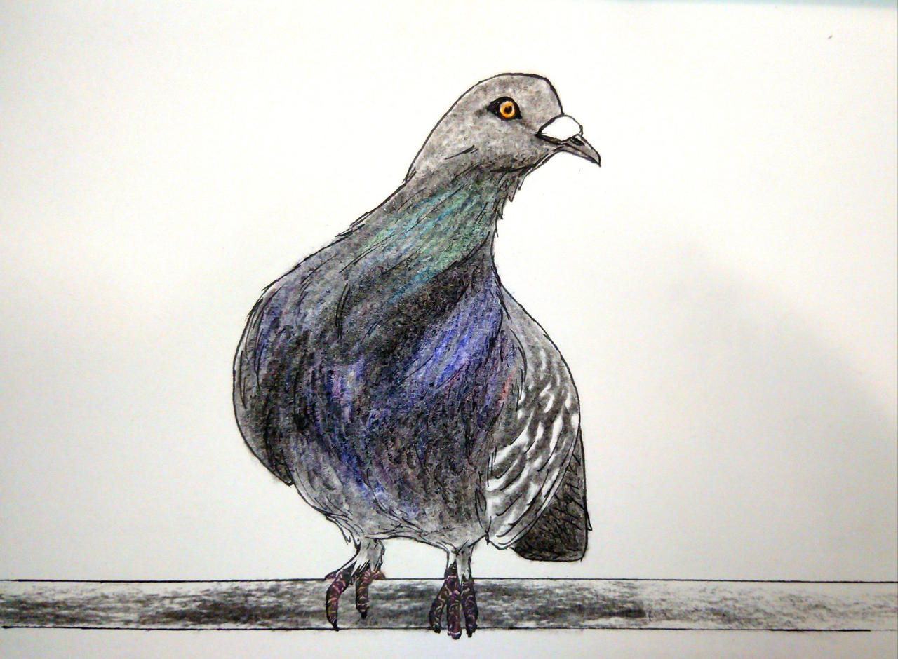 Pigeon