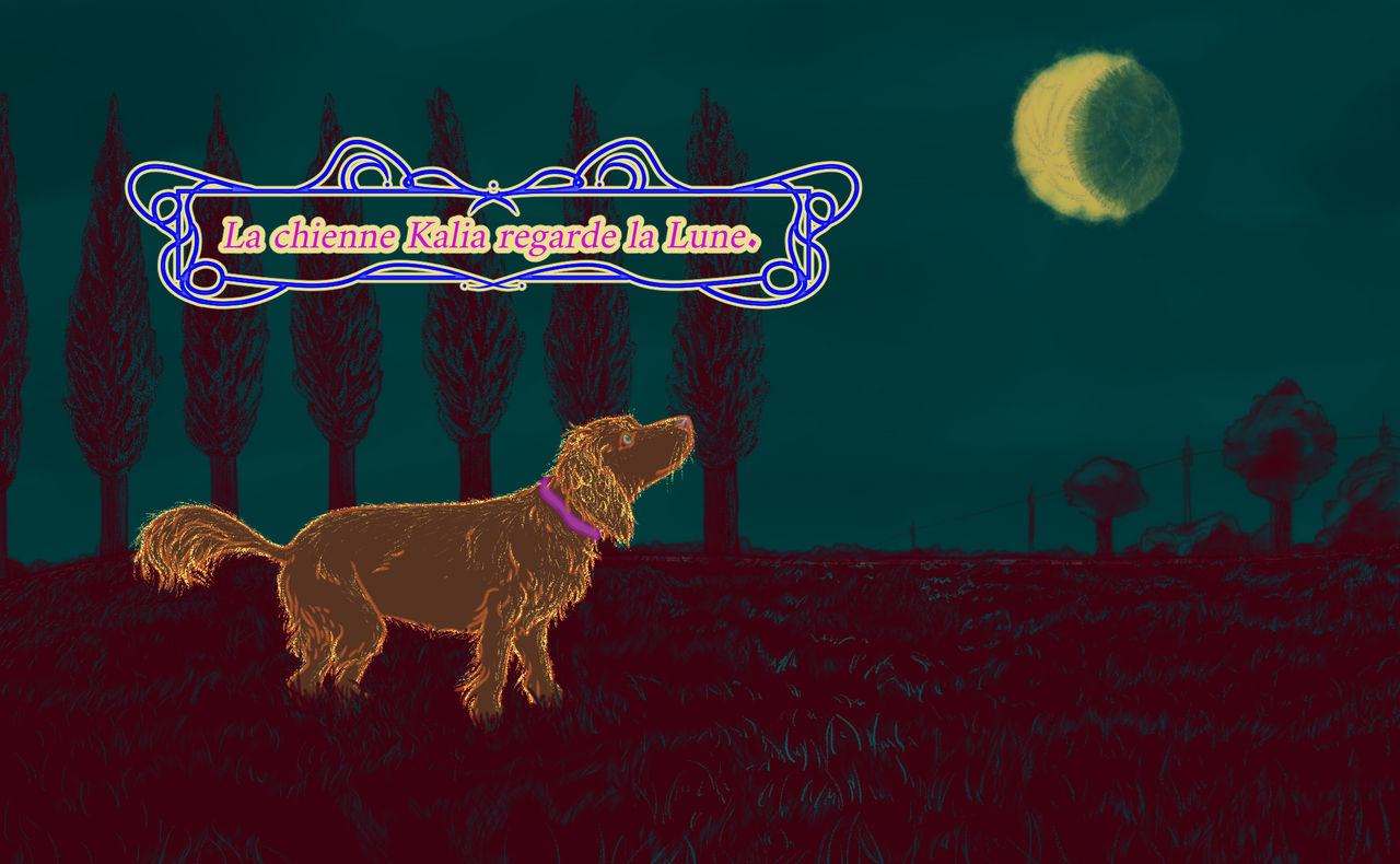 La chienne Kalia regarde la lune