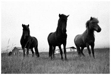 Horses by flemmens