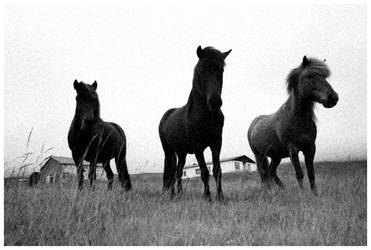 Horses