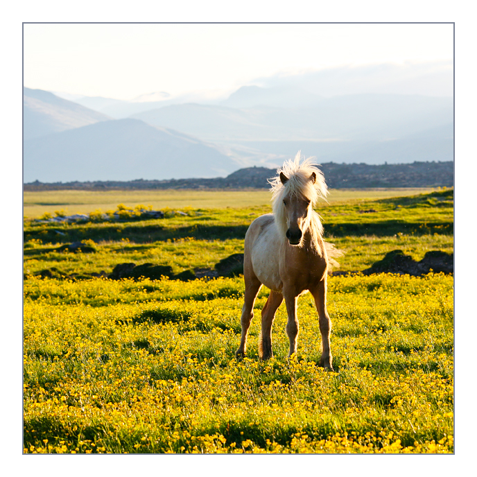 Iceland landscape 13