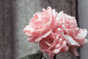 Pink Rose