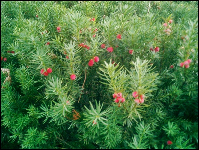 berries