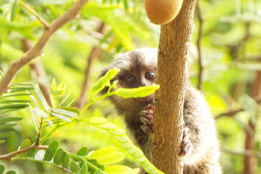 Marmoset toddler (Callithrix penicillata)