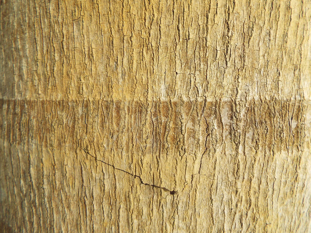 Tree Shell Textured Textura #07 - palm tree shell by argemirogarcia on DeviantArt