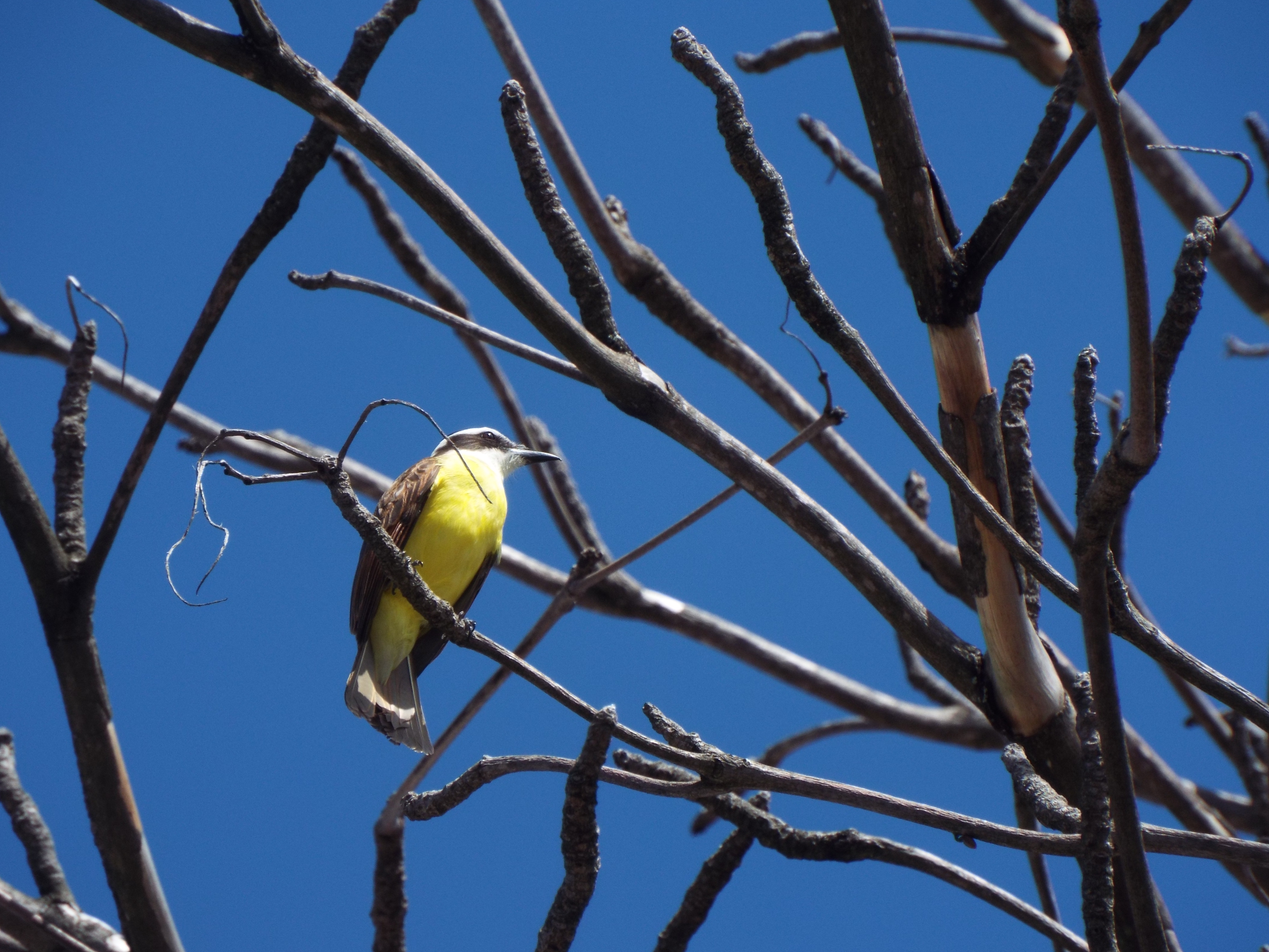 Pitangus sulfuratus