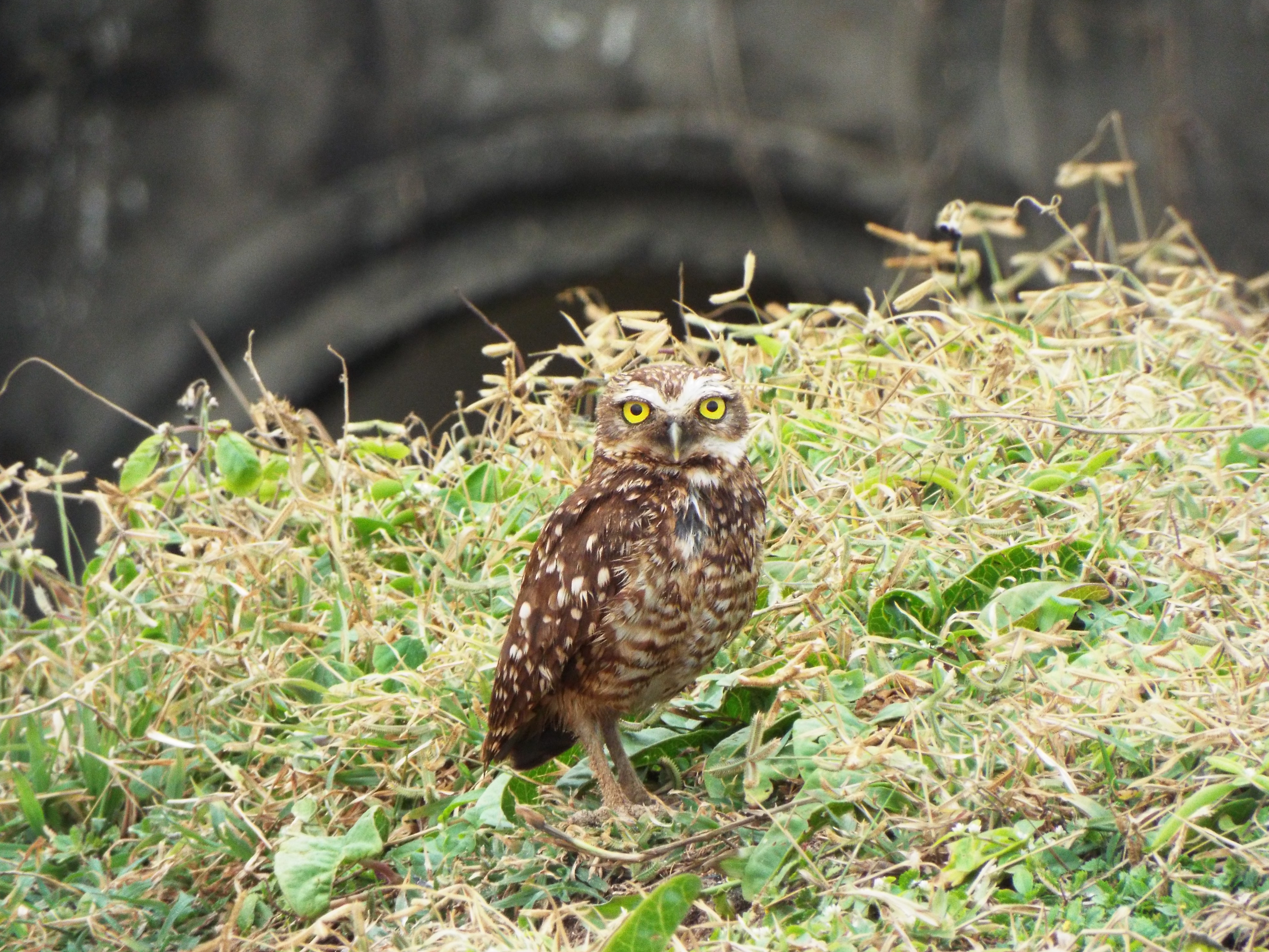 Athene cunicularia