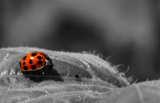 Ladybug