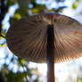 Under mushroom