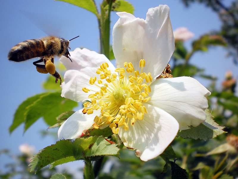 Bee at work