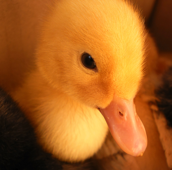 Baby duck I