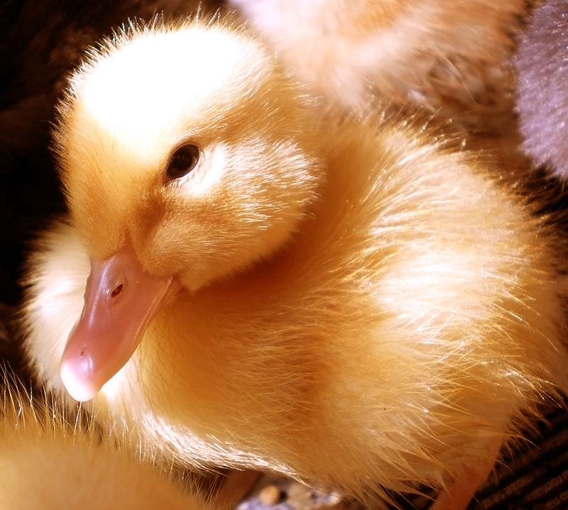 Baby duck II