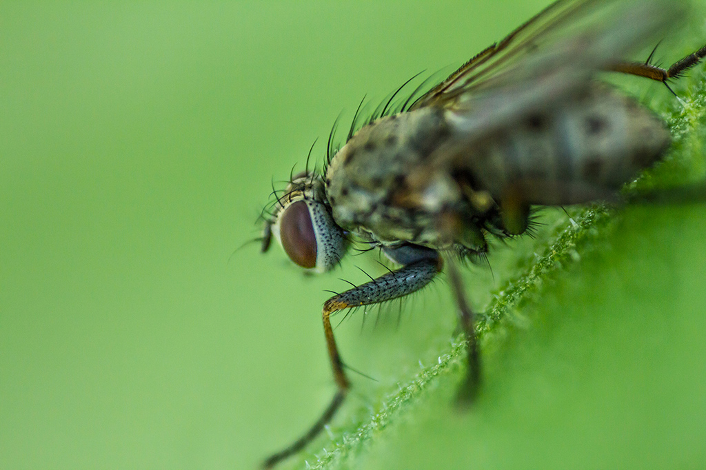 Fly (Close-up)