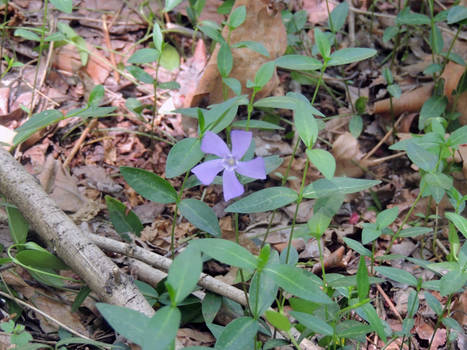 Purple flower