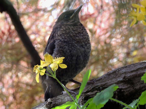 Juvenile Blackbird