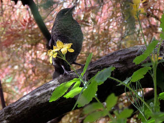 Juvenile Blackbird 2