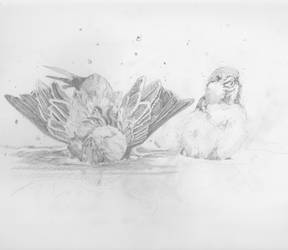 DailySketch: BirdBath