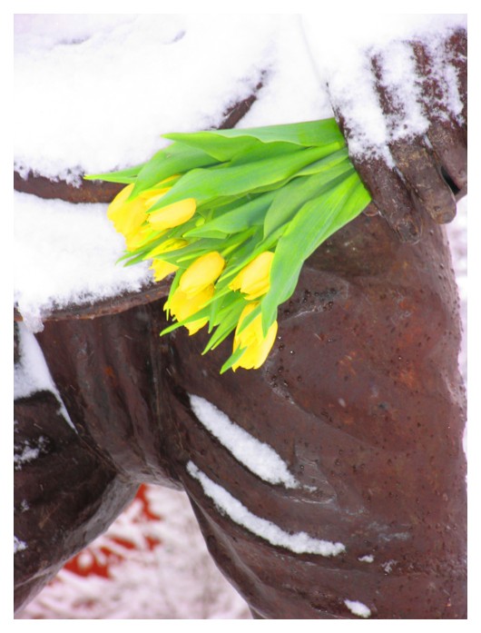 Walking with yellow tulips