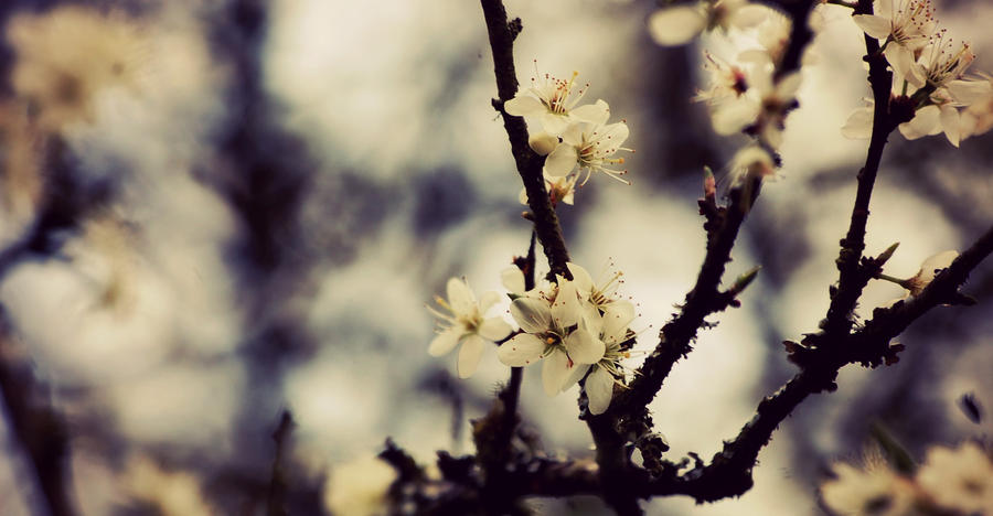 spring blossom 2