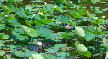 Lotus Flowers at Fairy Lake Botanical Garden