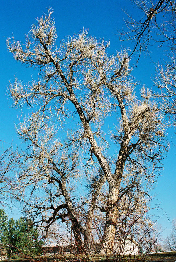 Tree Render Deviantart Tree by GoingNowhereFaster on DeviantArt