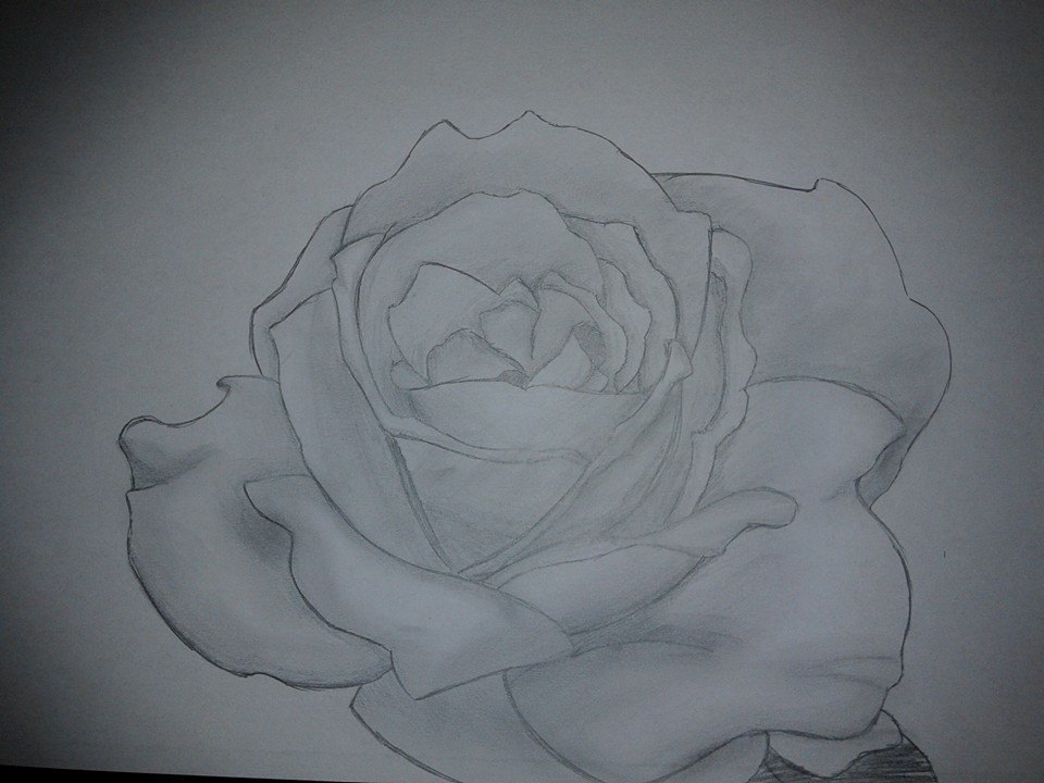 A drawing of a rose