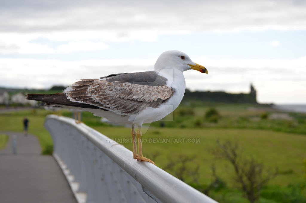 Seagull