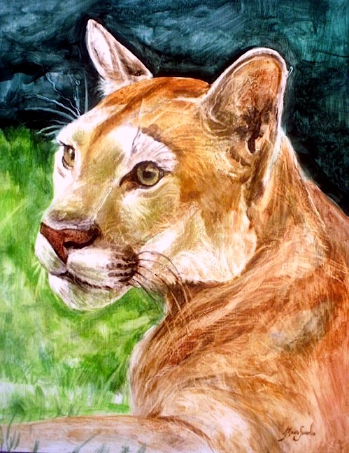 cougar