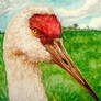 sandhill crane