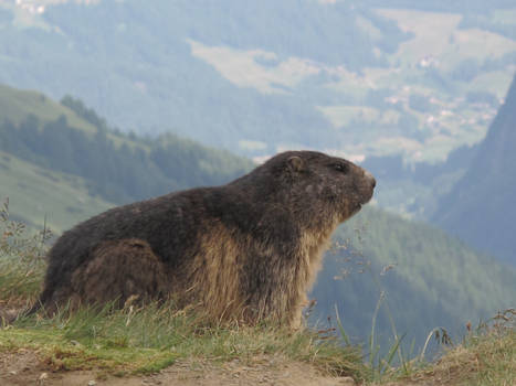 Marmot