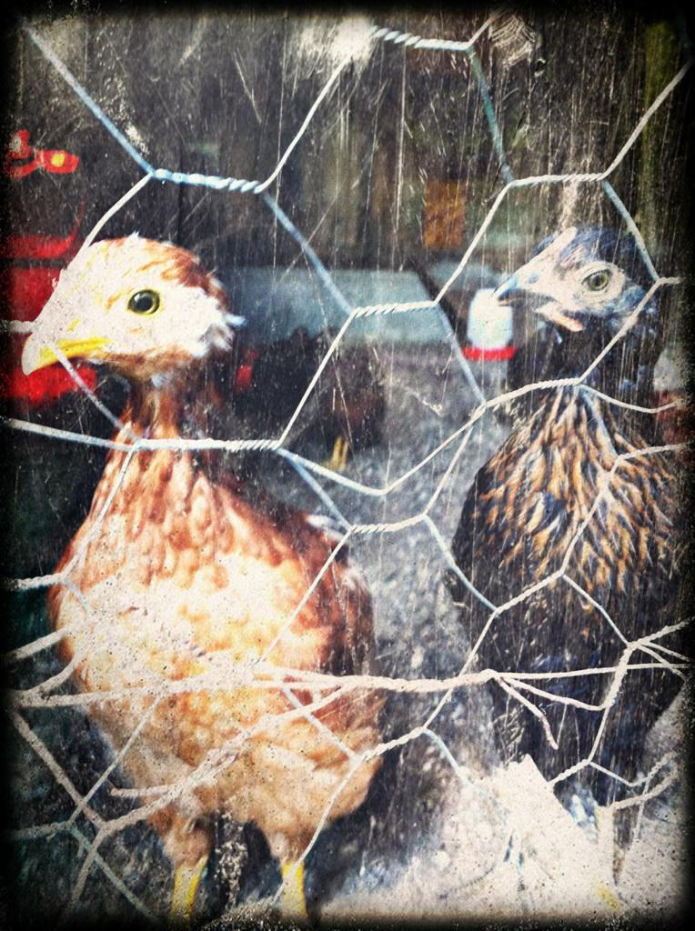 Chickity by NUListONE on DeviantArt