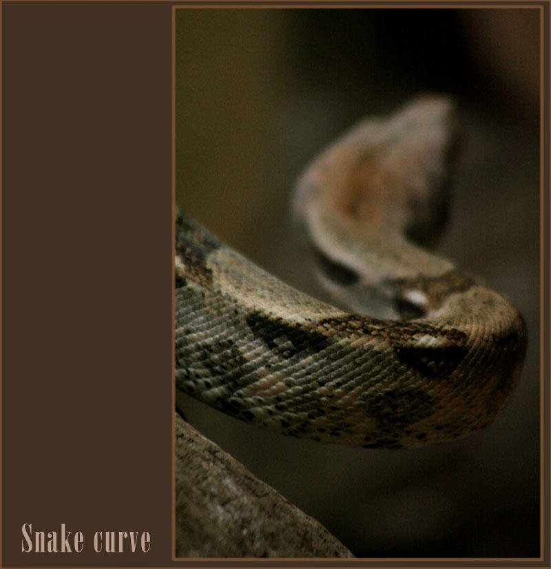 Snake curve by melkorius on DeviantArt