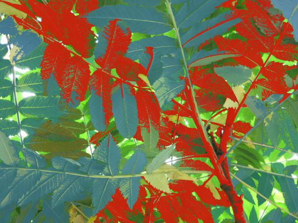 Blue And Red Leaves