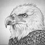 Bald Eagle Portrait