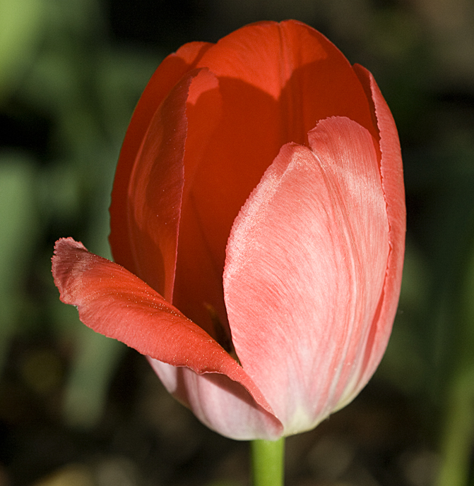 tulip 5