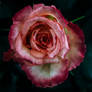 rose 36