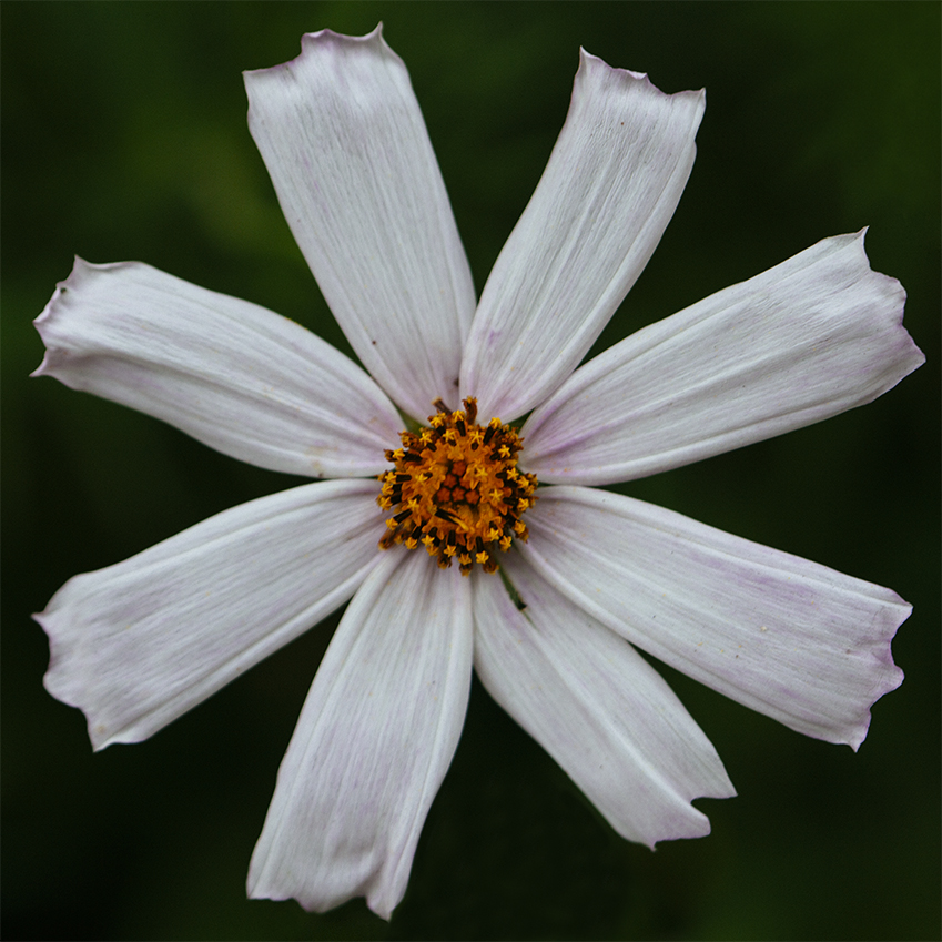 flower 166