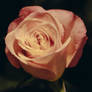 rose 41
