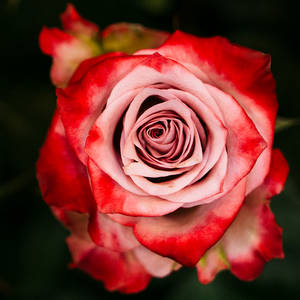 rose 58 by galimzyanova rose 58 by galimzyanova