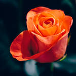 rose 61 by galimzyanova