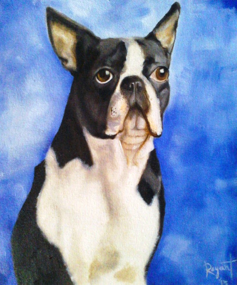 Boston Terrier portrait