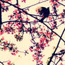hanafuda_2