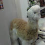 Llama alpaca