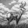 Wyoming Antelope