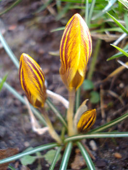 Crocus