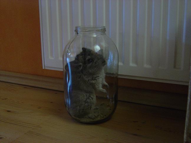 Chinchilla In The Jar