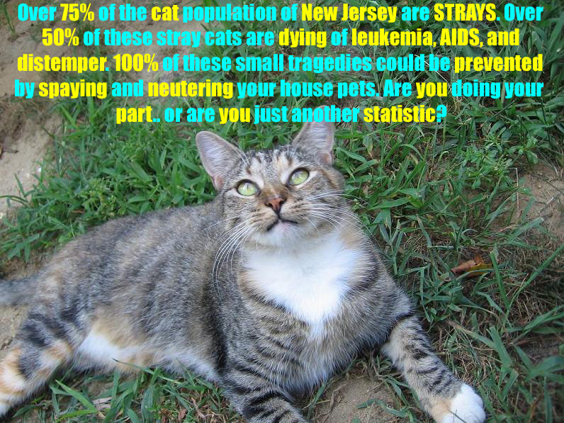 Stray Cat Fact